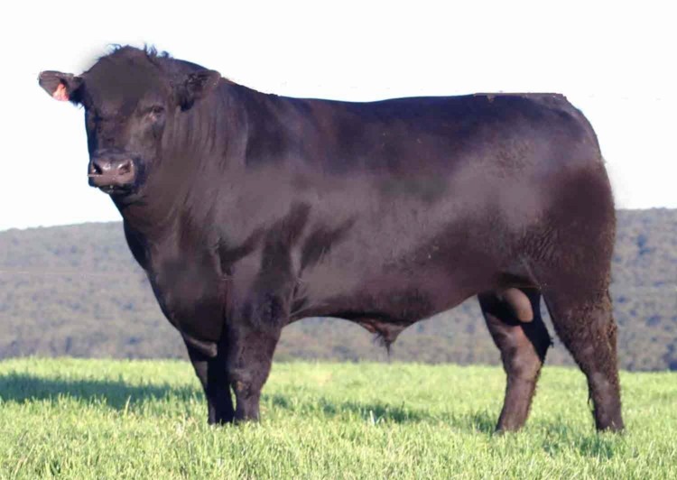 Are angus cattle aggressive
